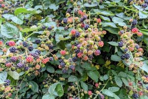 Blackberries Axminster