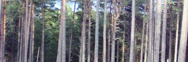 Day Vision Woods Comparison Day Vision Woods Comparison