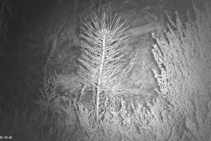 Night Vision Pine Seedling Night Vision Pine Seedling