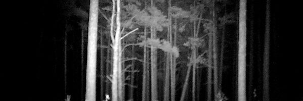 Night Vision Woods Comparison 2 Night Vision Woods Comparison 2