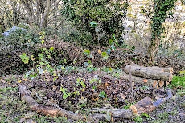 FF1 First Cob Planting