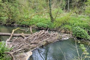 Evidence of beavers?