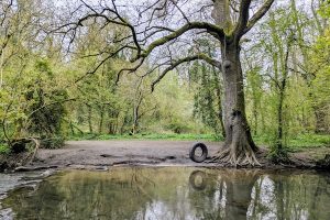 Tyre Swing Vallis Vale