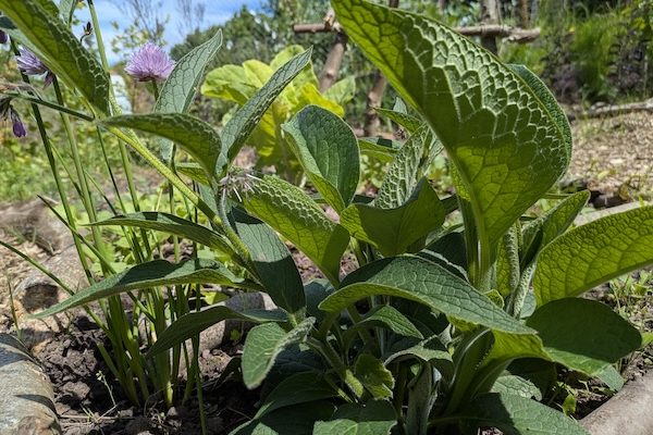 Support Plant - Comfrey