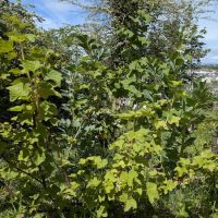 Garden plants moved to the food forest