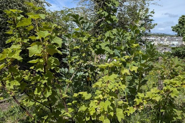 Garden plants moved to the food forest