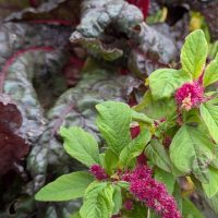 Food Forest Plant Combo